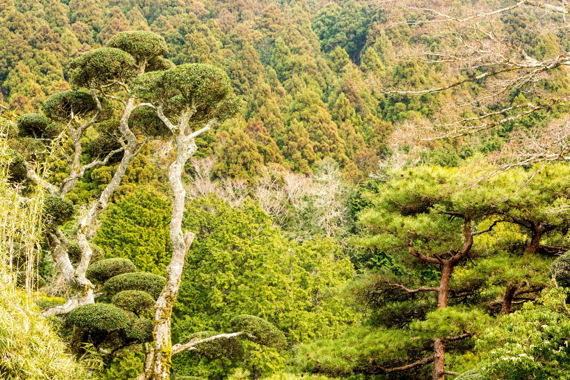 fuji hakone izu national park (4).webp
